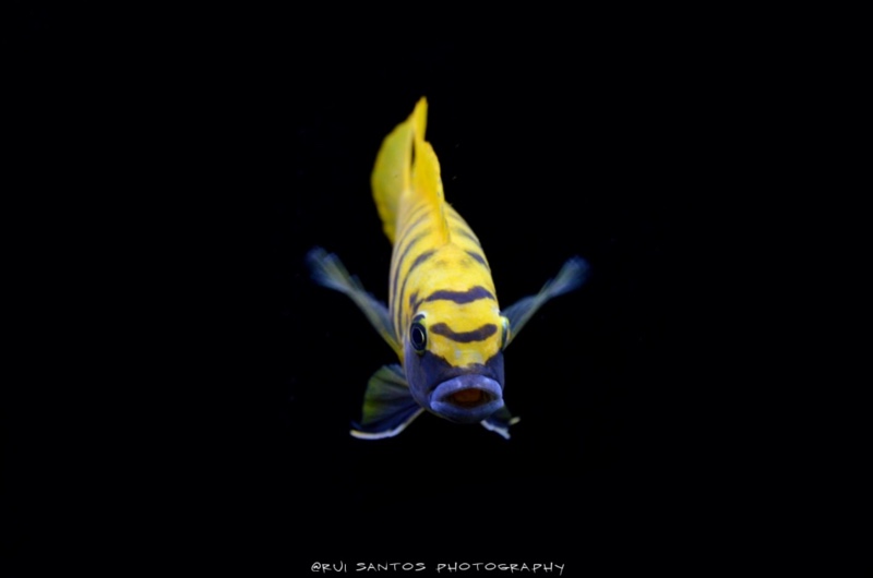 Maylandia sp. 'zebra gold' Kawanga